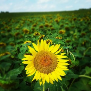 Sunflower fields forever